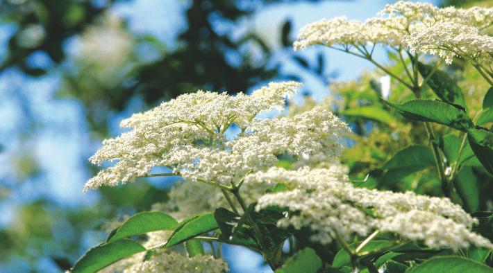 Zwetschgen-Holunder-Marmelade